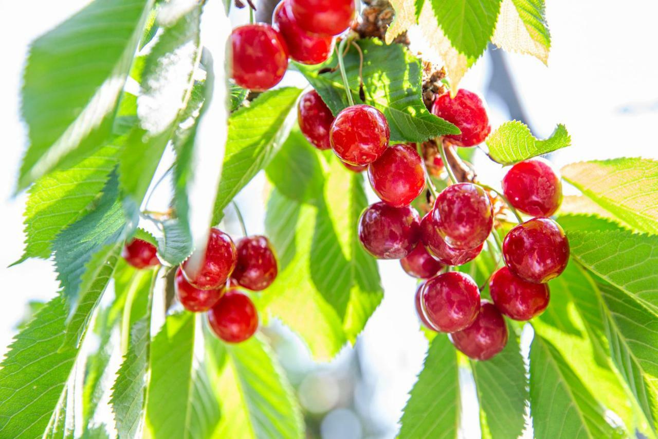 Fruit Park Fujiya Hotel Яманаши Екстериор снимка