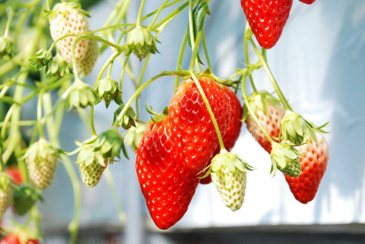 Fruit Park Fujiya Hotel Яманаши Екстериор снимка