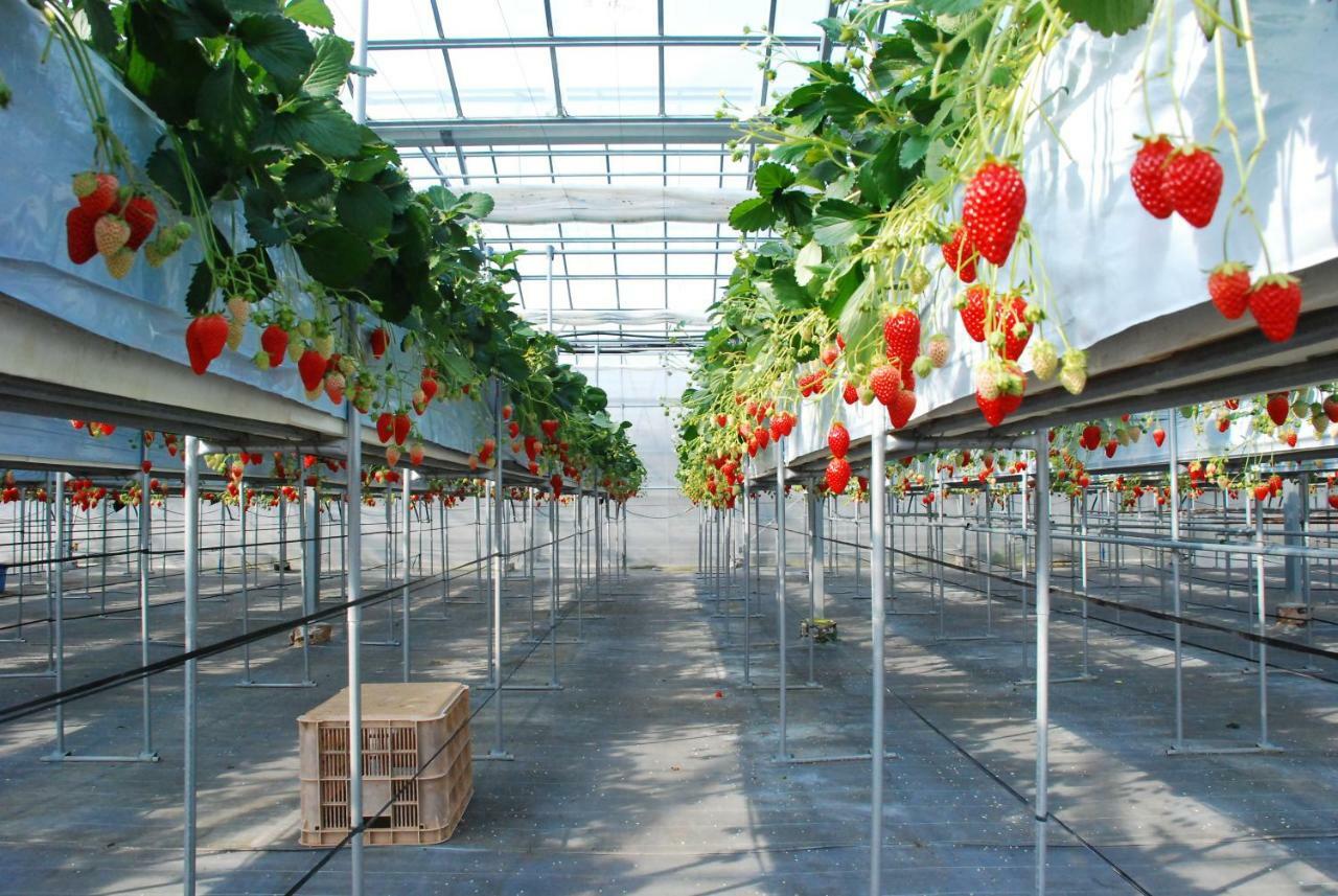 Fruit Park Fujiya Hotel Яманаши Екстериор снимка